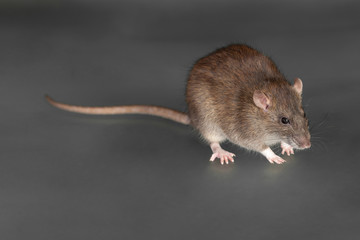 brown domestic rat closeup