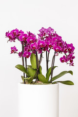 Naklejka na ściany i meble Beautiful pink orchid flowers isolated