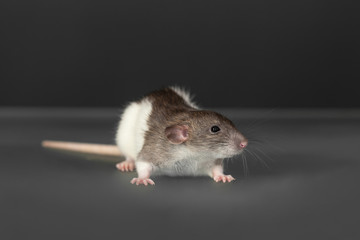 beautiful rat