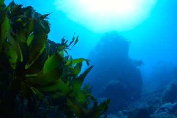 葉山芝崎の海