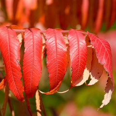 Bold vibrant Tree of Heaven (Ailanthus altissima) leaves in autumn