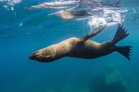 Adult California sea lion (Zalophus californianus) underwater at Los Islotes, Baja California Sur, Mexico