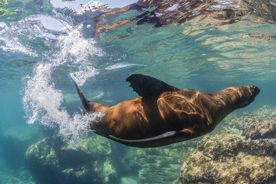 Adult California sea lion (Zalophus californianus) underwater at Los Islotes, Baja California Sur, Mexico