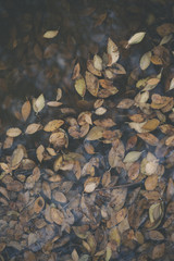 Background group autumn orange leaves. Outdoo