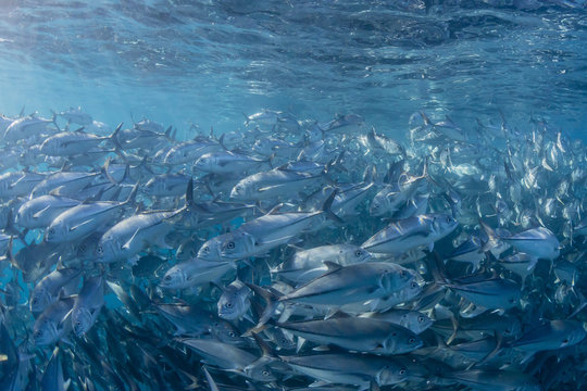 A large school of bigeye trevally (Caranx sexfasciatus) in deep water near Cabo Pulmo, Baja California Sur, Mexico