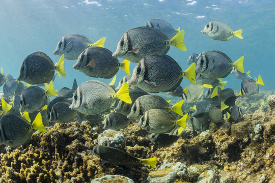 A large school of yellowtail surgeonfish (Prionurus punctatus) on the only living reef in the Sea of Cortez, Cabo Pulmo, Baja California Sur, Mexico