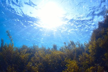 葉山芝崎の海