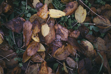 Background group autumn orange leaves. Outdoo