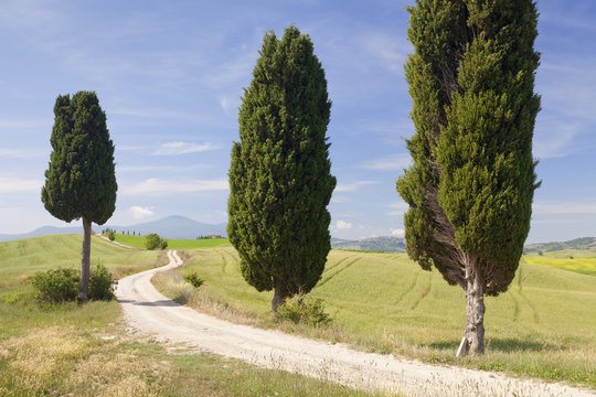 Tuscan landscape with cypress trees, near Pienza, Val d'Orcia (Orcia Valley), Siena Province, Tuscany