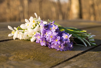 first spring flowers
