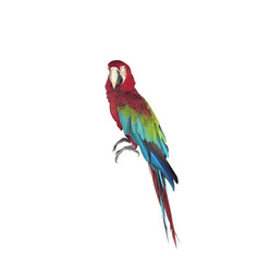 parrot