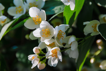 Naklejka na ściany i meble Beautiful jasmine flower in the park. Bright summer.