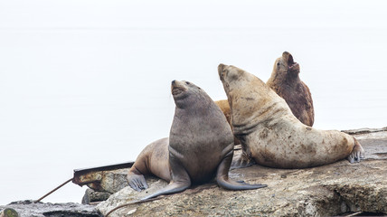 Obraz premium Eared seals on a rookery on Kamchatka