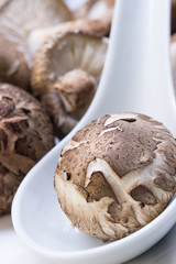 Shiitakepilz auf weißem Porzellan-Löffel, mehrere Pilze unscharf  im Hintergrund