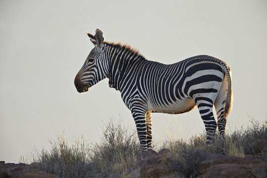 Cape mountain zebra (Equus zebra zebra), Karoo National Park