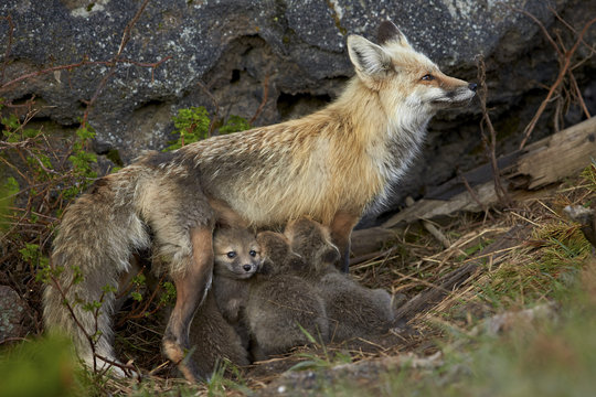 Red fox (Vulpes vulpes) (Vulpes fulva) vixen nursing her kits, Yellowstone National Park, Wyoming