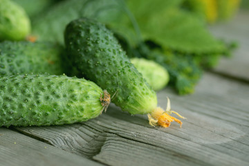 fresh crop of cucumbers