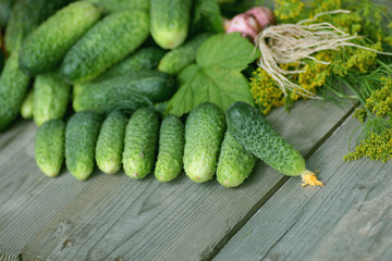 fresh crop of cucumbers