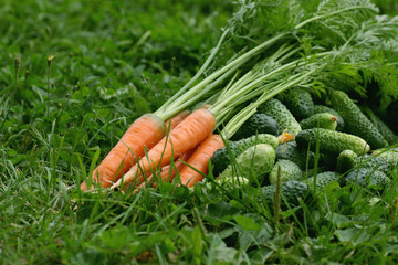 fresh crop of carrots and cucumbers