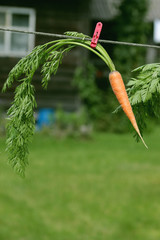 fresh crop of carrots