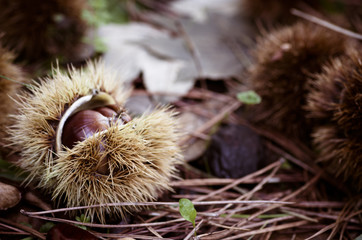 autumn grass leaves and chestnuts hulls close up background