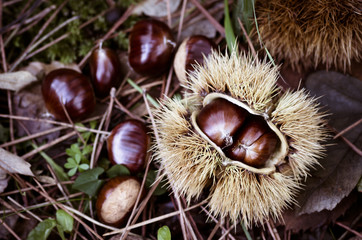 autumn grass leaves and chestnuts backgrounds