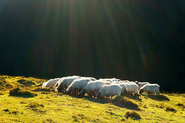 sheep with sun rays