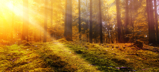 Morgen im Herbstwald