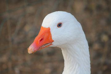close-up white goose