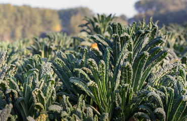 Tuscan kale plants in the field