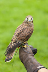 Female Common Kestrel on Falconry Glove
