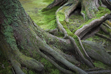 Mossy Tree Roots