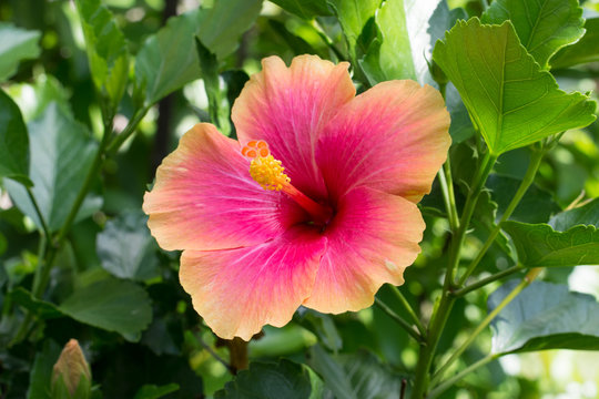 Fototapeta a red hibiscus flower 
