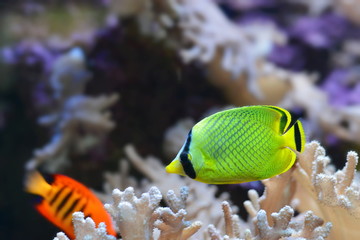 Großschuppenfalterfisch