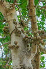 Figs on tree (Ficus racemosa Linn.)