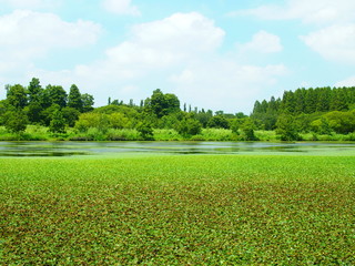水草に覆われた池と林の公園風景