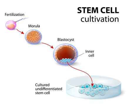 Stem cell cultivation