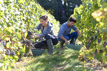 Young people working in vineyard during harvest season - obrazy, fototapety, plakaty