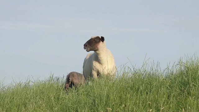 Schaf mit L&auml;mmchen auf der Wiese