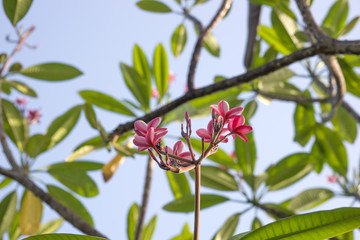Plumeria rubra