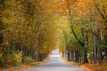Road running through summer tree alley