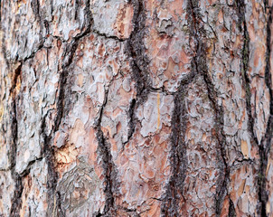 Old Wood Tree Texture Background Pattern