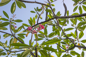 Plumeria rubra