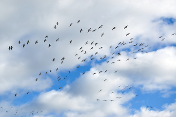 Flying birds flock. Barnacle goose in flight at autumn preparing to fly away.