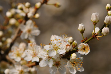 Obraz premium Mirabellenblüte