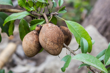 Sapodilla fruits on tree