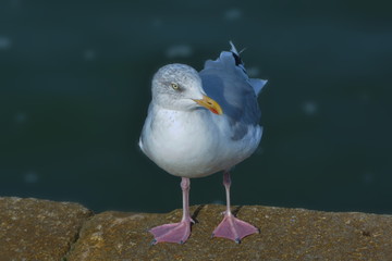 Möwe am Quai