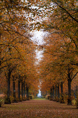 Fototapeta premium alley in the autumn park 