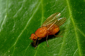 fliegenmakro