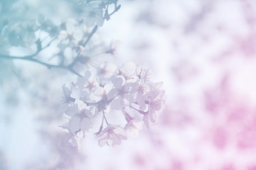 Soft focus of sakura flower on sweet color